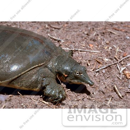 Picture Of A Texas Spiny Softshell Turtle Apalone Spinifera Emoryi