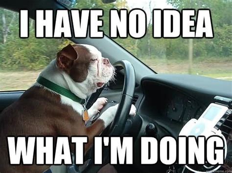 Funny Driving Meme Image Photo Joke 09 Quotesbae