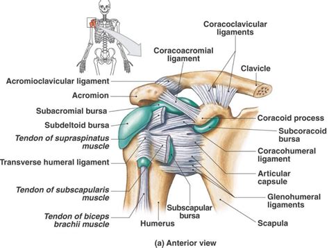 Superior, middle and inferior ligaments, connect the glenoid to the anatomical neck of the humerus an. Shoulder bursae and ligaments | Anatomia y fisiologia ...