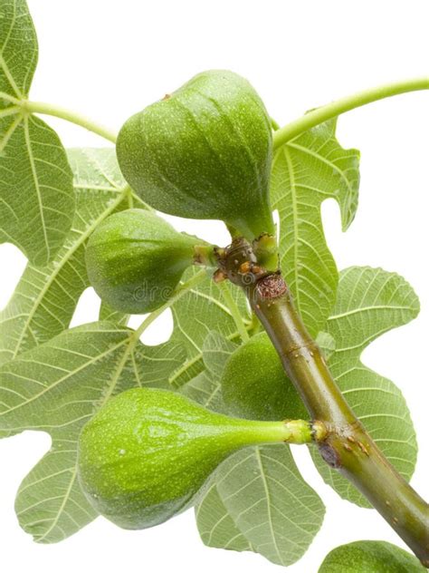 Fig Tree With Fruits Stock Photo Image Of Cluster Growing 21996044