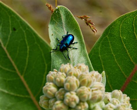blackoaknaturalist blue milkweed beetle