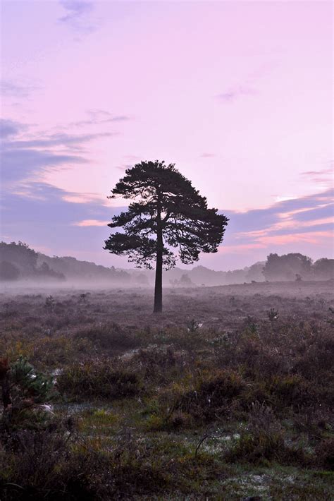 One Tree Forest Morning Mist Rising Around Putley Bridge Flickr