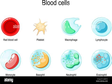 Red Blood Cell Or Erythrocyte Platelet And White Blood Cells