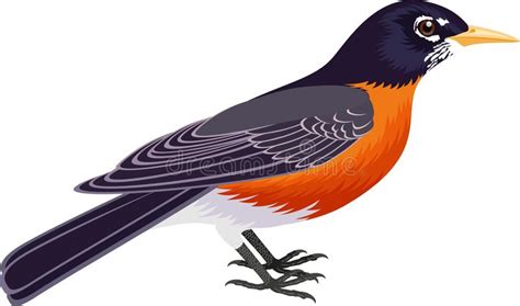 American Robin Clipart 20 Free Cliparts Download Images On Clipground