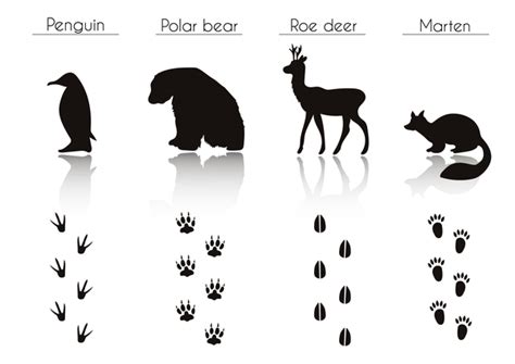 Animals With Footprint Silhouette Vector Material 06 Welovesolo