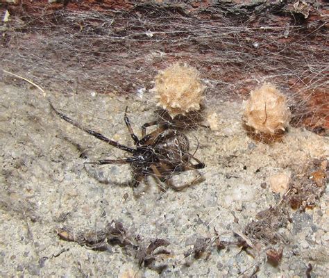 Brown Widow Spiders Rat Control Auckland