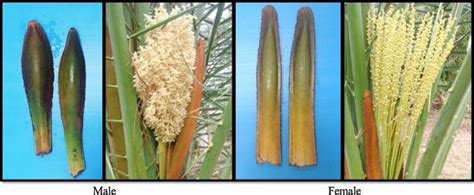 Adventbotany Day The Date Palm Revisited Elderly Seeds And A