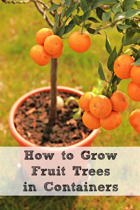 How To Grow Fruit Trees In Containers Fruit Trees In