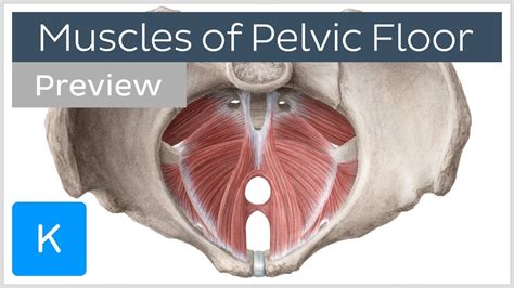 This section of the website will explain large and minute details of axial male pelvis cross sectional anatomy. Muscles of the pelvic floor (preview) - Human Anatomy | Kenhub - YouTube