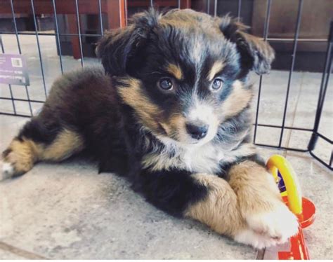 Everything You Need To Know Before Australian Shepherds For Adoption