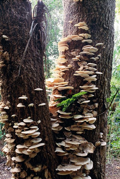 Wild Mushrooms Nz All Mushroom Info