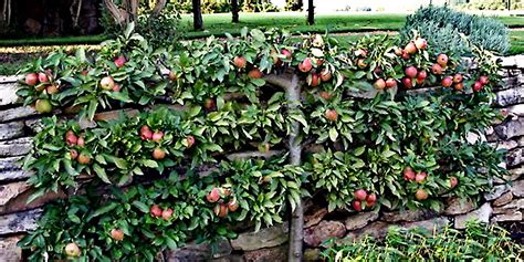 Espalier Fruit Trees Create A Home Orchard With A Small