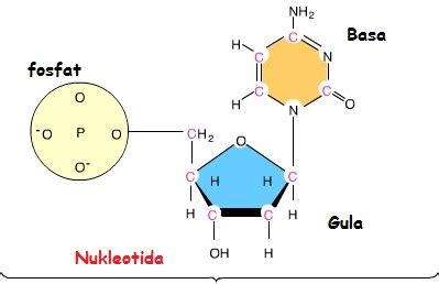 Pengertian Nukleotida BRM