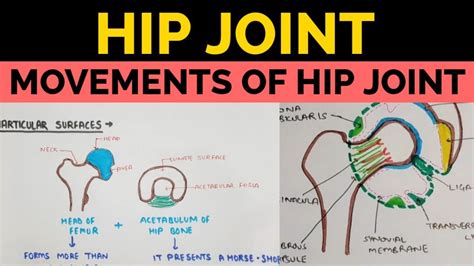 Hip Joint 3 Movements Of Hip Joint Youtube