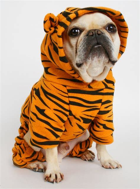 Get Ready For Our List Of Our Favorite Dog Tiger Costumes