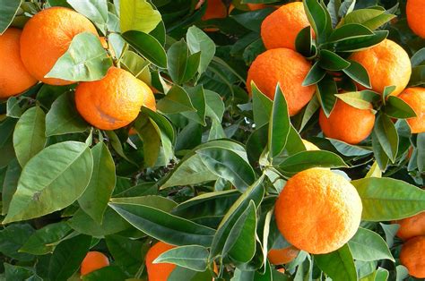 Huile Essentielle D Orange Douce Sweetgarden Matières Premières