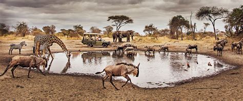 10 Facts About Serengeti National Park Serengeti National Park