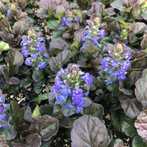 Ajuga Reptans Catlins Giant Bugleweed 35 Pot Little Prince To Go