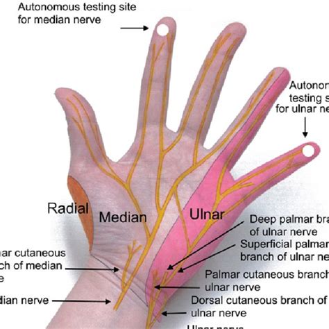 Motor Examination Of The Hand I Median Nerve Ii Ulnar Nerve Iii