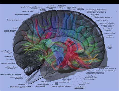 Four transparent overlays simulate the peeling away of layers of tissue to reveal over 200 labeled. human brain labels overlay with weeden mri (With images ...