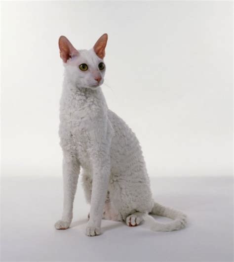 Turkish Angora Vs Cornish Rex Breed Comparison Petzlover