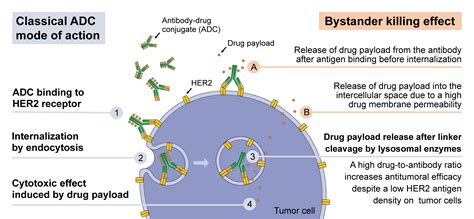 Ijms Free Full Text Her Directed Antibody Drug Conjugates Beyond T Dm In Breast Cancer