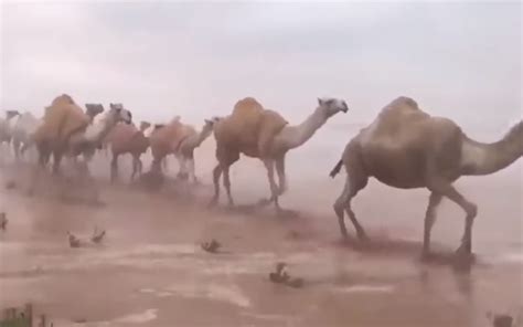 Video Capta Escena Apocalíptica De Camellos En Desierto Inundado De