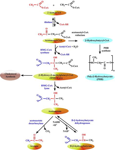 Formation Of Ketone Bodies In Liver Mitochondria The Synthesis Of