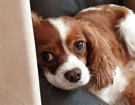 Jessica 2 Year Old Female Cavalier King Charles Spaniel Available For