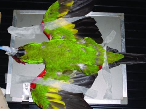 Avian Diagnostic Imaging Veterian Key