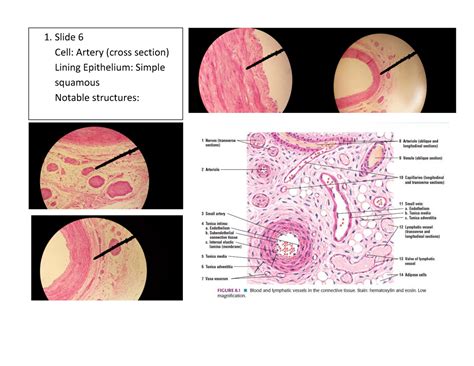 Histology Reviewer Epithelium And Glands 1 6 Cell Artery Cross