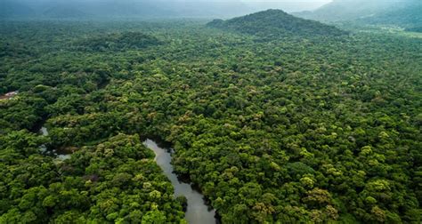 Bosques Y Selvas Más Grandes Del Mundo Para Visitar