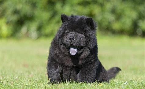 What Are The Different Colors Available For A Chow Chow Chow Chow Galaxy