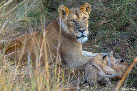 Serengeti Lioness With Cubs Serengeti National Park Tanzania 2020