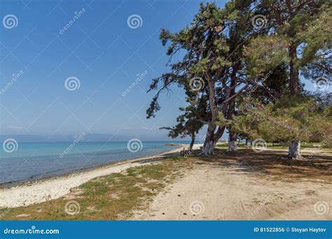 Trees On The Beach Of Ormos Prinou Thassos Island Greece Stock Photo