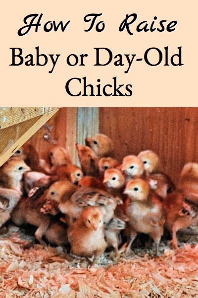 Raising Day Old Chicks Is Not Difficult If You Have The Right