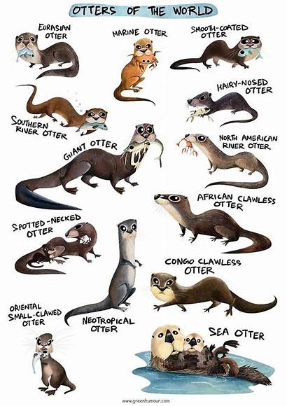 Otters Otter Animals Sea Redbubble River Rohanchak