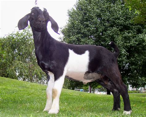 Black And White Boer Goat Boer Goats For Further Info Boergoatsindex