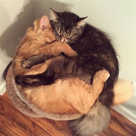 Estos Gatos Inseparables Siguen Durmiendo Juntos A Pesar De Ser Ya M S