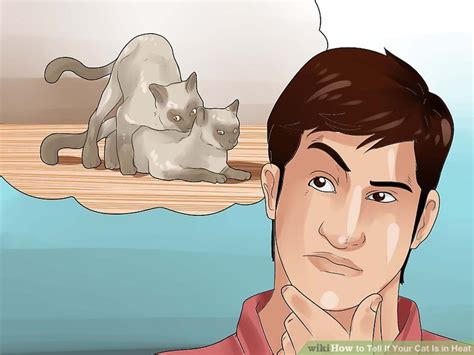 Siamese and burmese cats are quite precocious and will often have their first season at 4 months of age. How to Tell If Your Cat Is in Heat: 11 Steps (with Pictures)