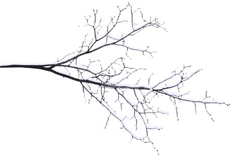 Tree Limb Png Transparent