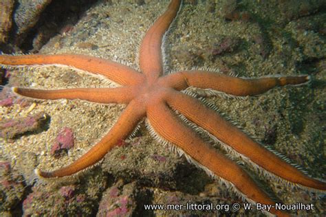Description Of Luidia Ciliaris Seven Armed Starfish