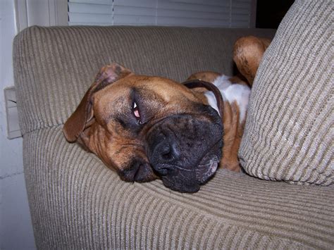 New To Forum Not To Boxers Boxer Forum Boxer Breed Dog Forums