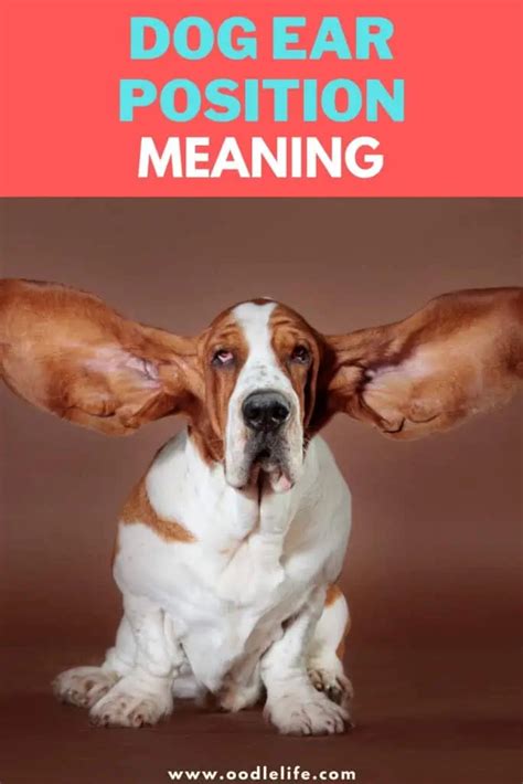 Dog Ear Position Meaning Dog Ear Positions Chart Photos Oodle Life