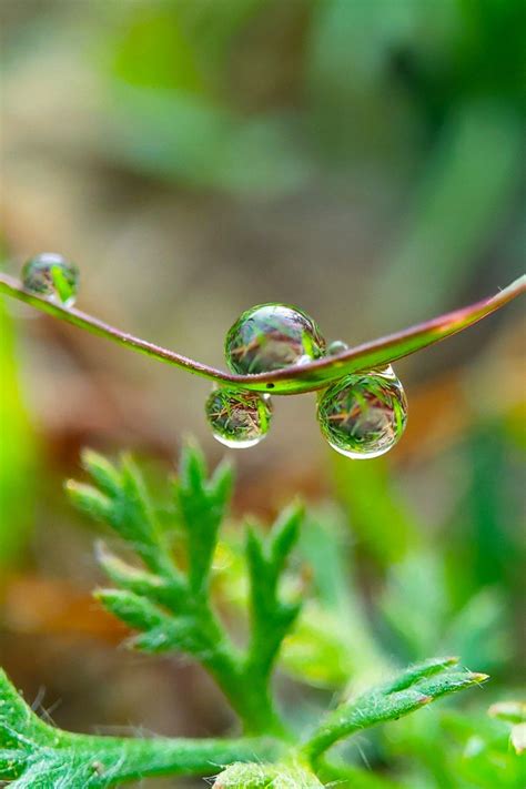 Macro Water Drops Holding In 2020 Beautiful Photos Of Nature Stock
