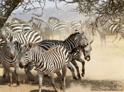 But she couldn't find any of the seven tagged zebras. Zebra Facts For Kids & Adults. Information, Pictures & More