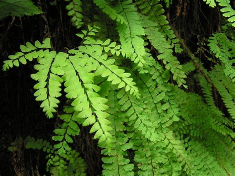 Plants that usually live in the rainforest, a tropical setting or even a desert can get acclimated to the conditions in. All Green Gardens - Tips For Designing A Garden With Foliage