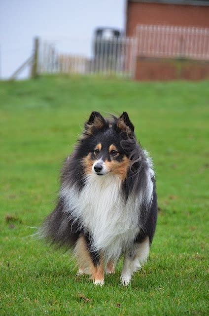 Eva The Sheltie Rosie Sent Us