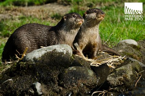 Woodland Park Zoo Blog Sneak Peek At Asian Small Clawed Otter Exhibit