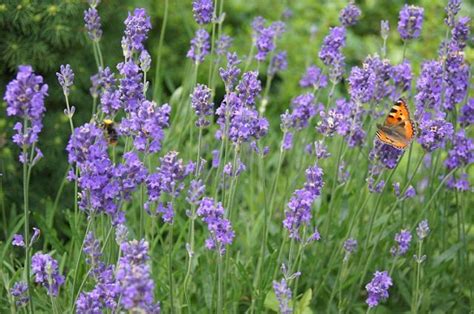 How To Grow Lavender Plants